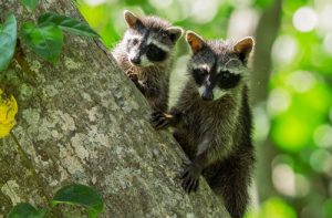 racoons and electic fencing