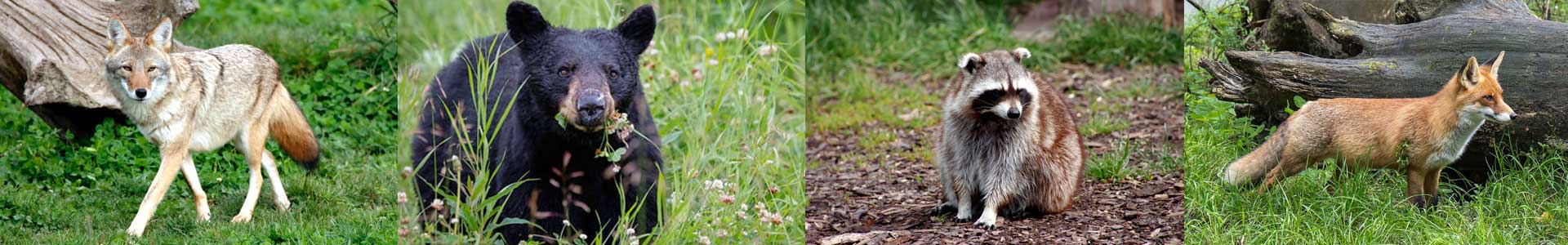 Wildlife Exclusion of bears, deer, racoons and coyotes