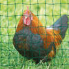 Poultry Netting housing chicken