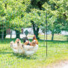 Electric Poultry Netting