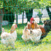 Electrfied Poultry Netting-protecting chickens against wildlife predators