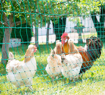 Electric Poultry Netting Fence For all your chicken fencing needs