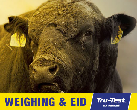 Trutest livestock weighing and EID systems