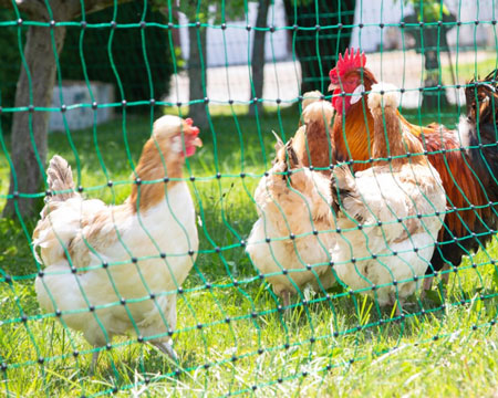Electric Poultry Netting Fence For all your chicken fencing needs
