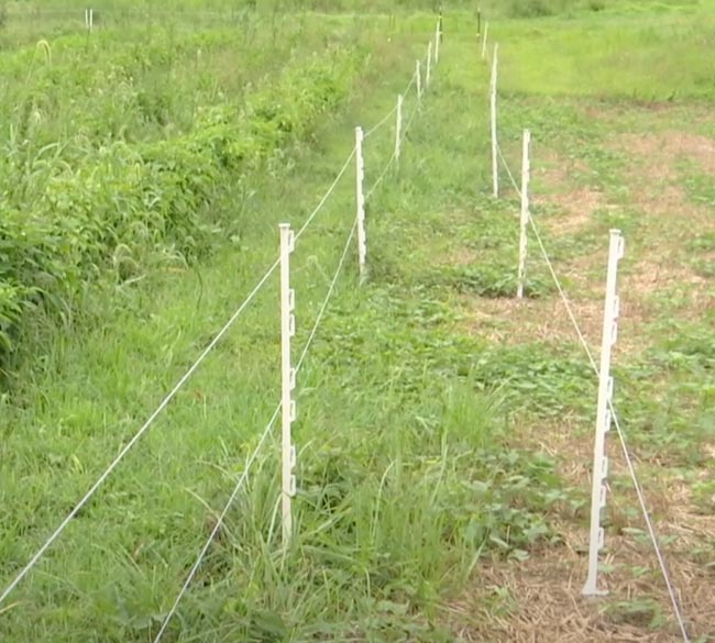 3d-Deer-Fence